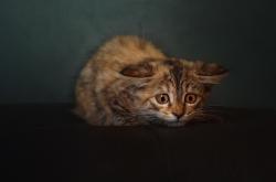 开云APP-冰与火之歌，猛龙强行终结掘金，恩比德跨区预言成真