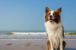 开云体育在线-错位时空，当锡安的个人英雄主义碰撞新疆队的东方篮球智慧