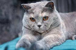 开云体育平台APP-布克节奏完全掌控，NBA季后赛之夜的王者风范