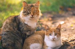 开云体育APP下载-穆勒闪耀，摩纳哥力克塞内加尔，一场定义冠军心态的较量