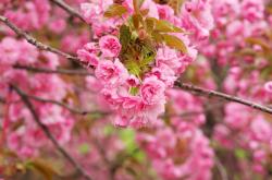 -赛道与球场，当F1街道赛遇上利拉德式攻防核心