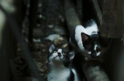 开云体育入口-浓眉闪耀关键舞台，广东力克山西展冠军底蕴