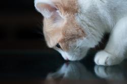 开云体育下载-南半球风暴席卷安达卢西亚，新西兰强行终结贝蒂斯，戈麦斯加时赛封神