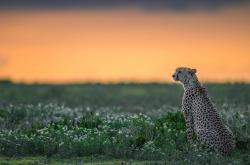 开云官网-雄鹿鏖战凯尔特人，米切尔的独舞与时代的暗涌
