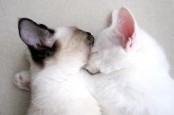 开云下载-拉文里程碑之夜沦为背景板，奇才团队防守胜过个人英雄主义