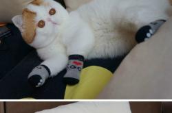 -马克西闪光！广东队险胜魔术，00后新星主宰最后三分钟