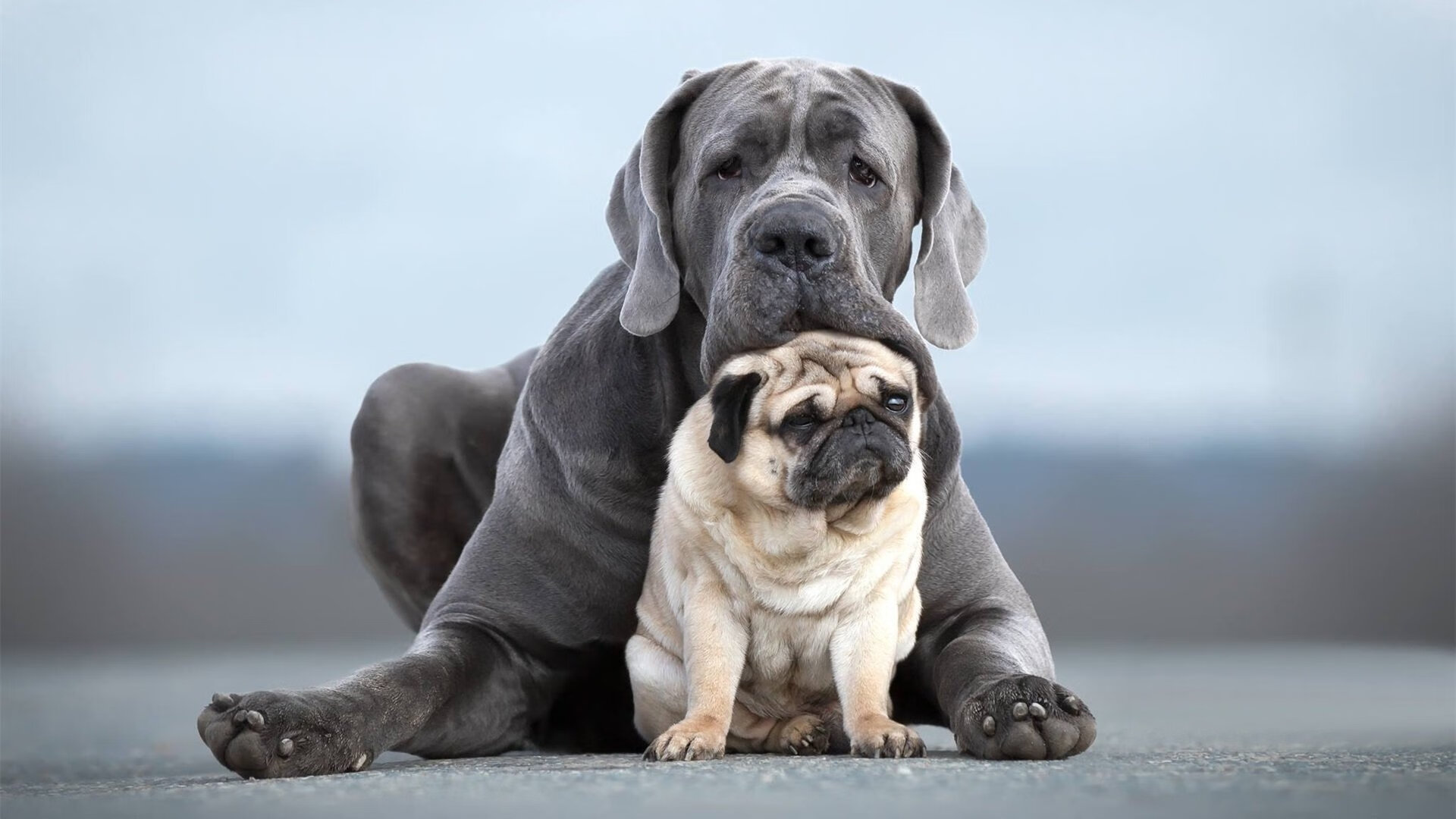意甲焦点战之夜，赖斯关键战不手软