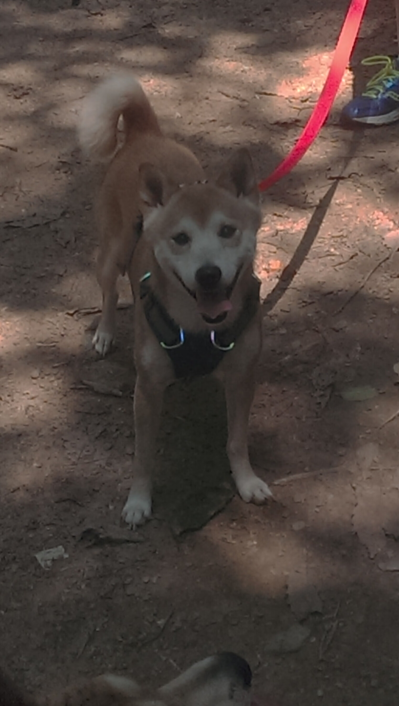 武切维奇关键回合不手软，森林狼鏖战奇才惊险取胜