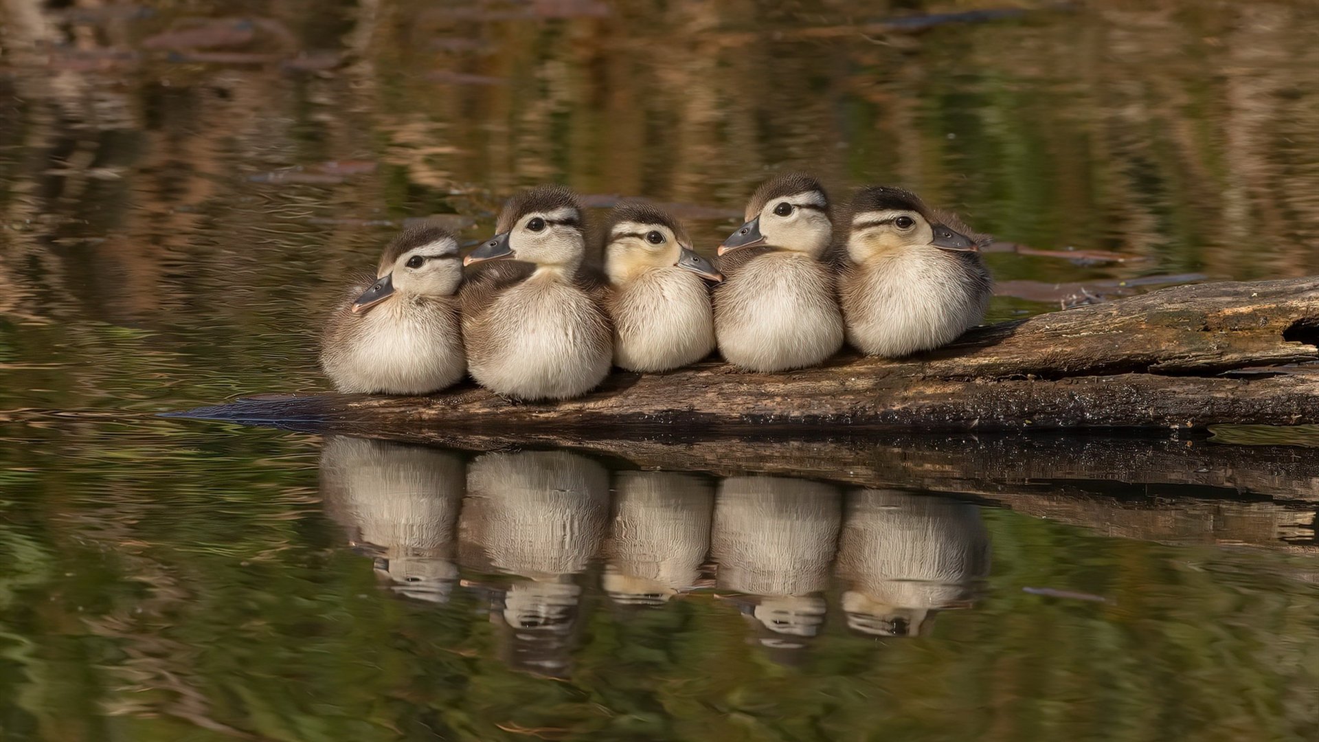 跨界接管，当杰伦·格林的弧线划过F1街道赛的弯道
