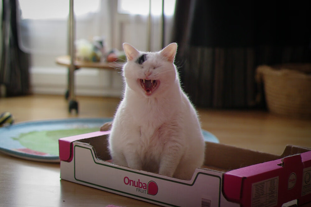 F1新纪元揭幕战之夜，切特以疯狂一停点燃赛道，宣告不朽传奇诞生