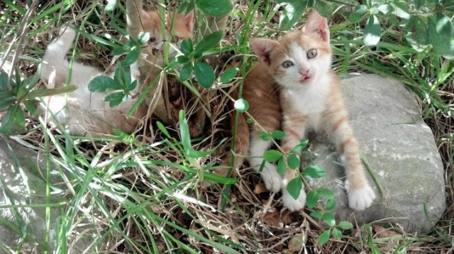 引擎迪亚斯，葡萄牙对阵新西兰的节奏魔法师