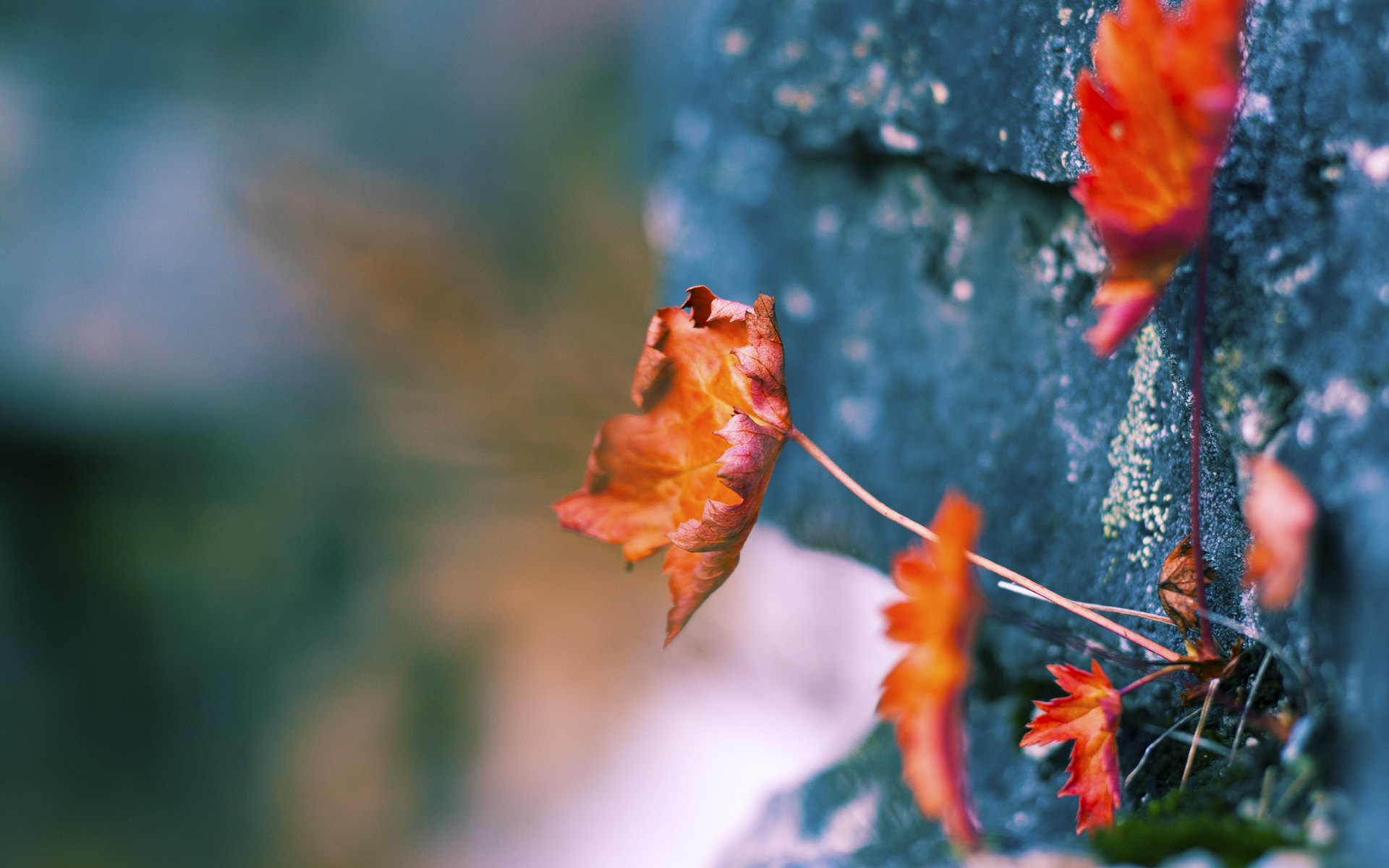 红魔硬仗克西班牙，李刚仁欧冠半决赛接管比赛