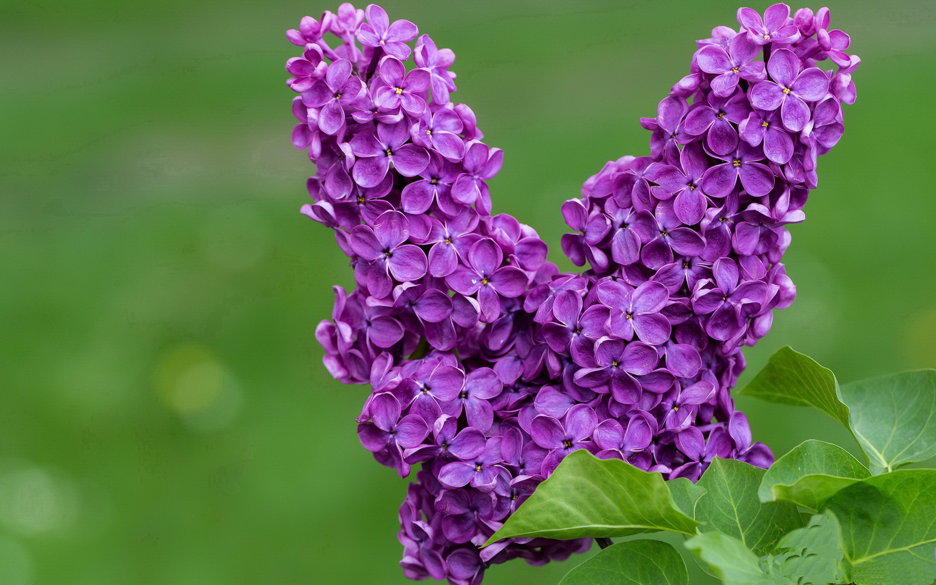 塞内加尔锋线遇叹息之墙！门神拉亚一战封神，诠释完全无解