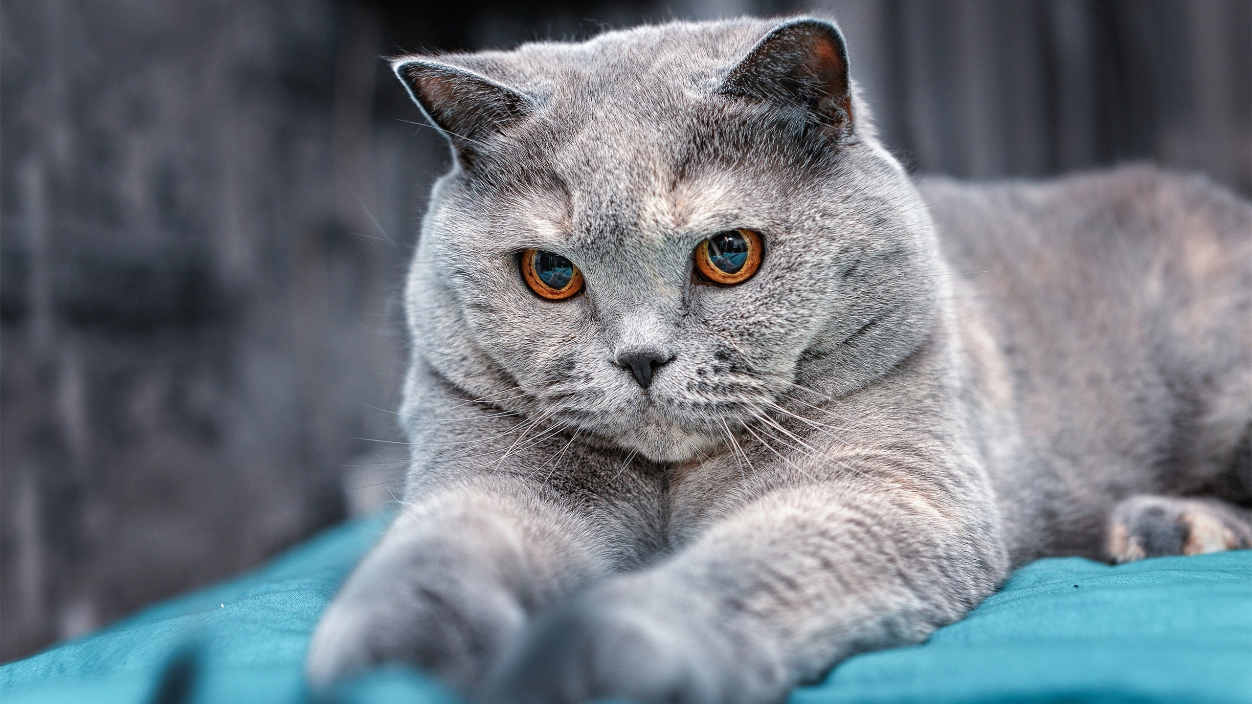 古战场的黄沙，新王者的加冕，从1938到2026，足球战场上的征服与传承