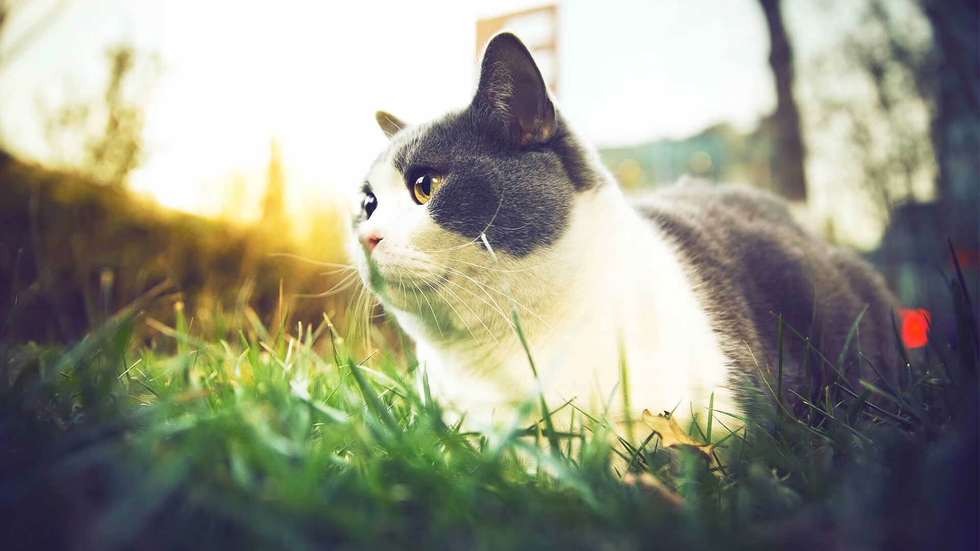 绿茵争锋与篮坛激战,德比鏖战与高原风暴的交响