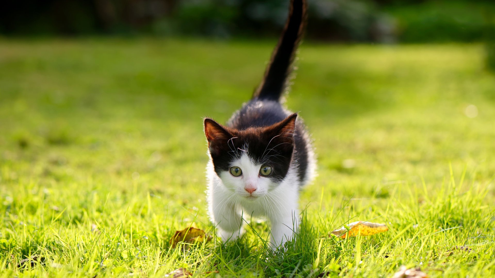 伦纳德冰封之战证明超巨本色,广厦终结凯尔特人式连胜传奇