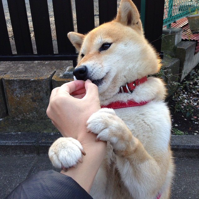 南美绿茵风暴，当厄瓜多尔遇上委内瑞拉，C罗统治全场！